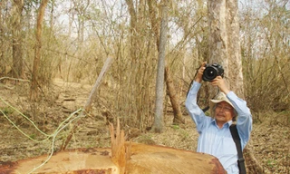 Một cây giáng hương cổ thụ bị lâm tặc chặt hạ ở VQG Yok Đôn
