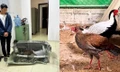 Chuyện hi hữu: 10 con gà, án 6 năm tù và lời cảnh tỉnh từ Sách Đỏ