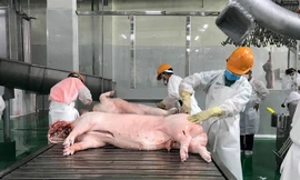 Phạt 320 triệu đồng công ty giết mổ gia súc lớn ở Hà Nội