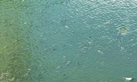 Bắt đầu dẫn nước từ hồ Tây, cá bơi tung tăng trên sông Tô Lịch