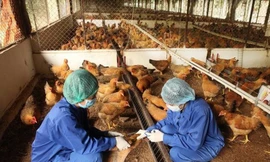 Đề xuất nhân viên chăn nuôi, thú y được hưởng 1,5 lần mức lương cơ sở