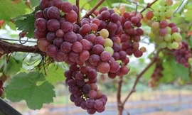 Ứng dụng công nghệ cao trong mô hình trồng nho hạ đen tại Cao Phong