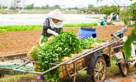 Vì sao giá rau củ ở Hà Nội tăng chóng mặt?