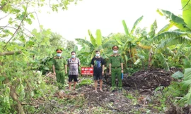 Hà Nội: Phát hiện, tiêu hủy lợn nhiễm bệnh dịch 