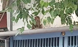 'Quậy tung' nhà dân ở TPHCM, khỉ đuôi lợn bị bắn bằng súng gây mê