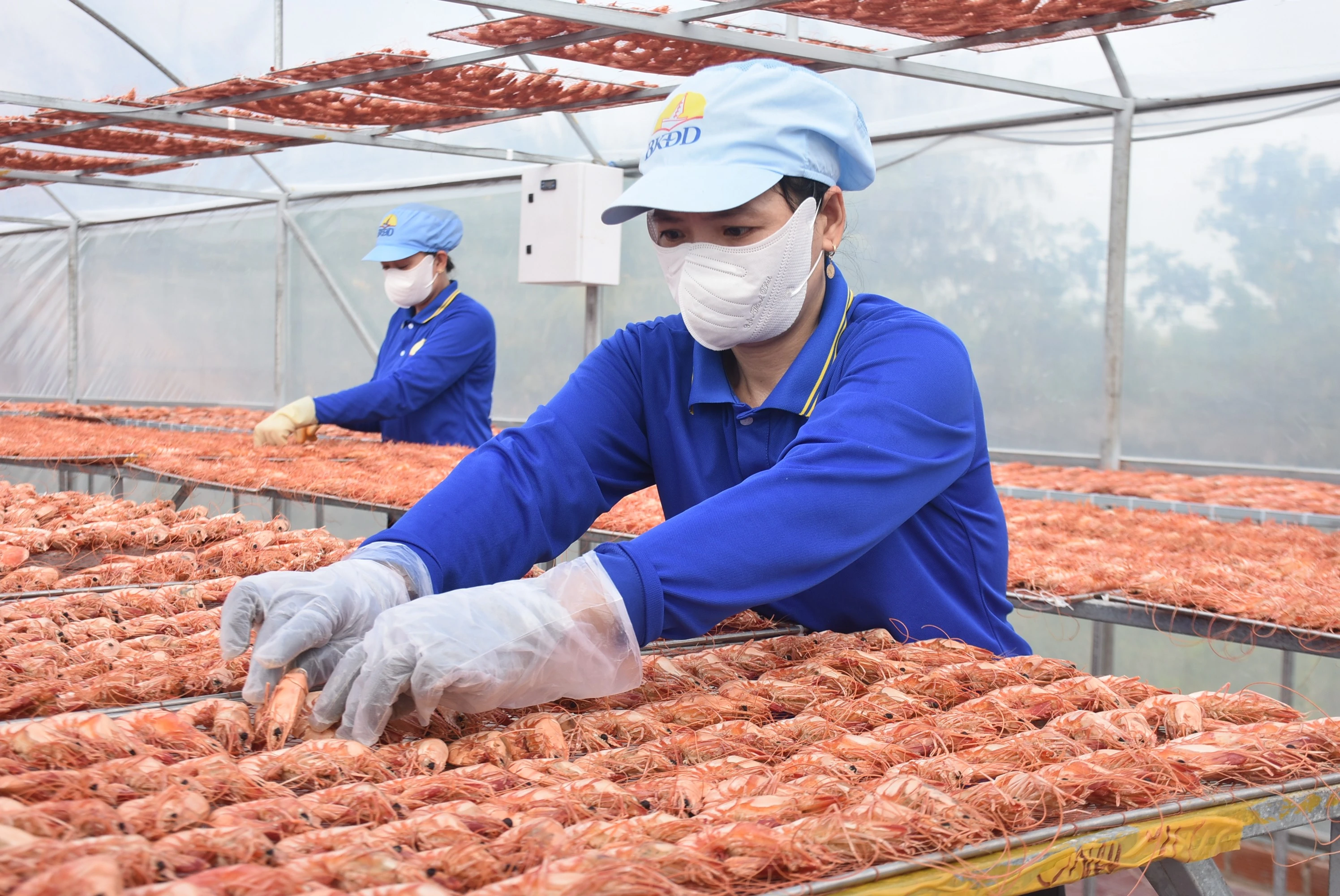 Giá Tôm Khô, Cua Gạch Cà Mau Tăng Mạnh Dịp Cận Tết, Nhiều Cơ Sở Cháy Hàng