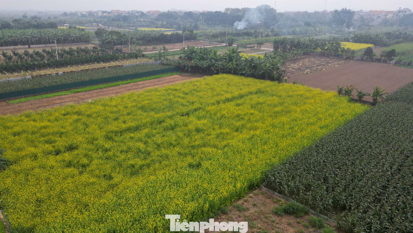 tp-cai-vang-le-chidji-0892.jpg