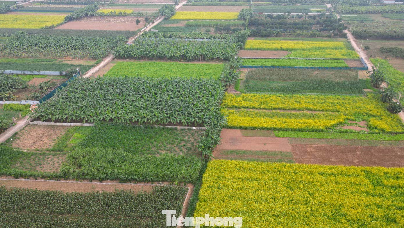 tp-cai-vang-le-chidji-0929.jpg