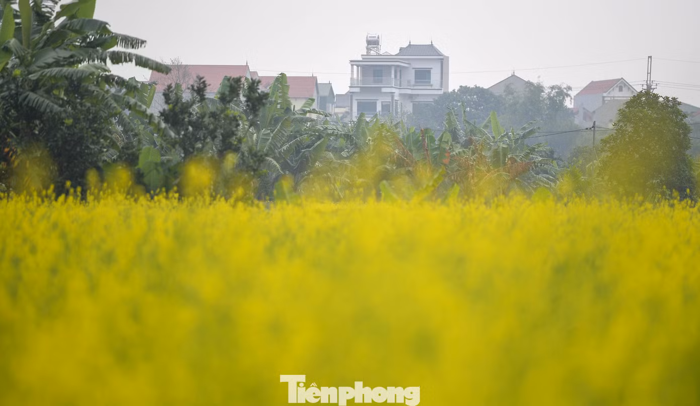 tp-cai-vang-le-chidsc-5710.jpg
