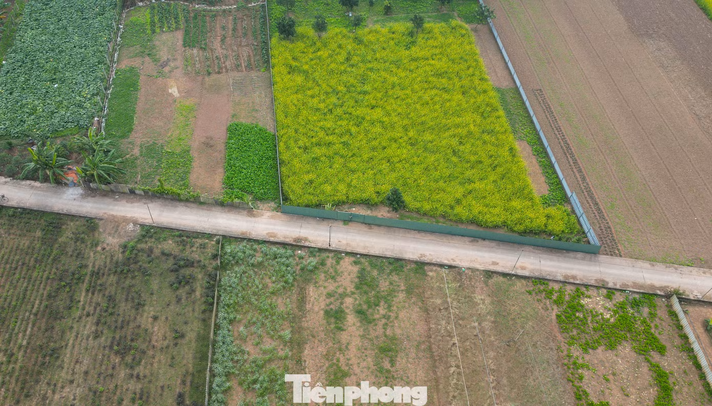 tp-cai-vang-le-chidji-0897.jpg