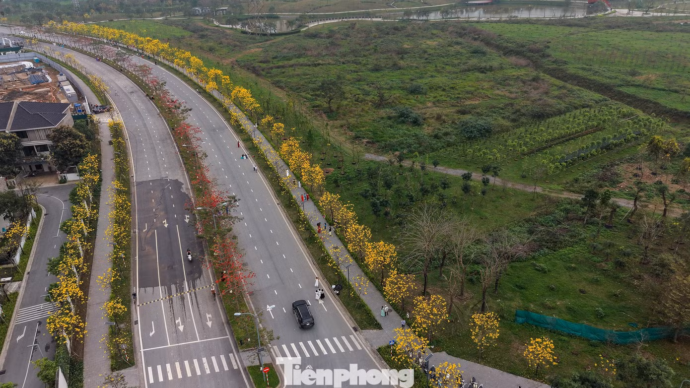 tp-hoa-phong-linh33.jpg