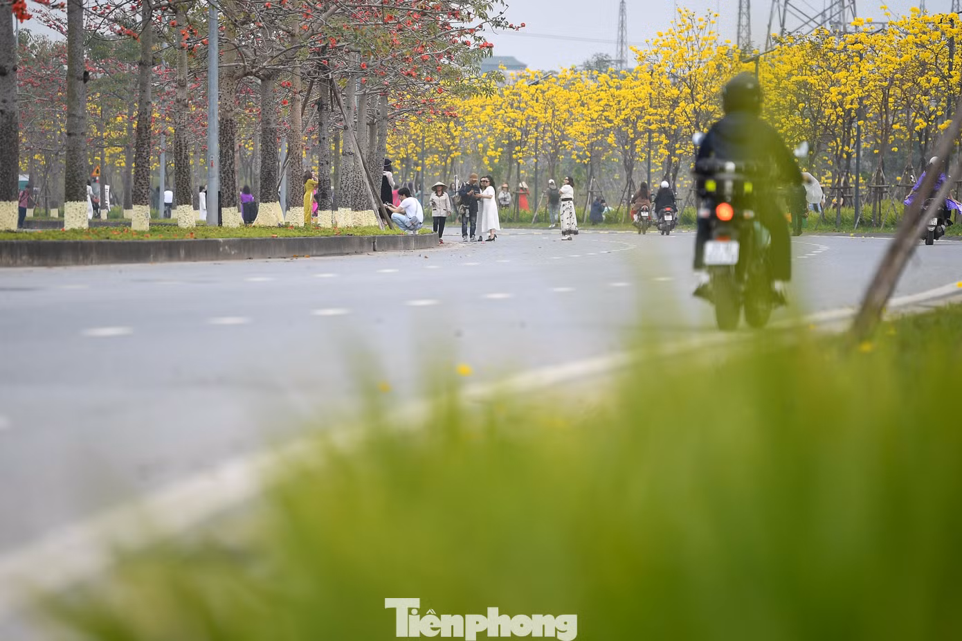 tp-hoa-phong-linh2.jpg