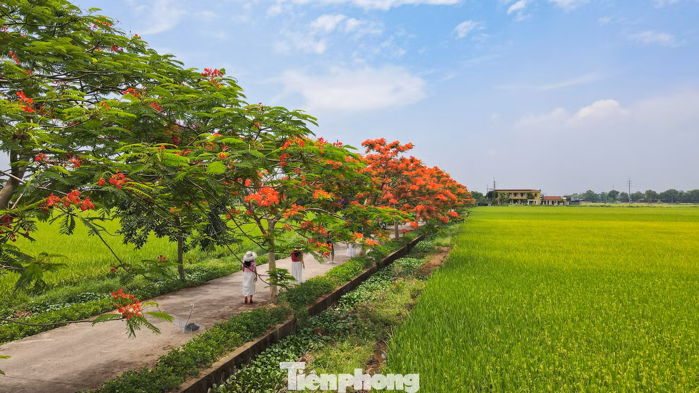 tp-hoa-phuong10.jpg