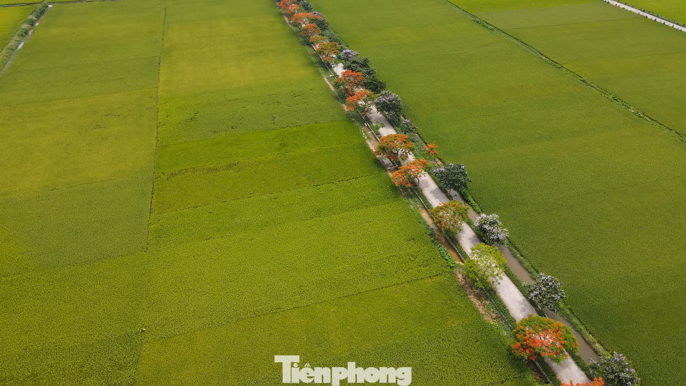 tp-hoa-phuong17.jpg
