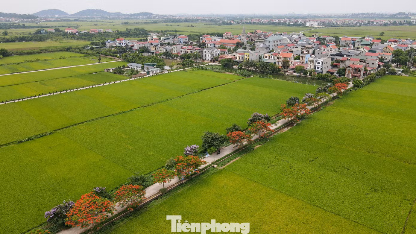 tp-hoa-phuong11.jpg
