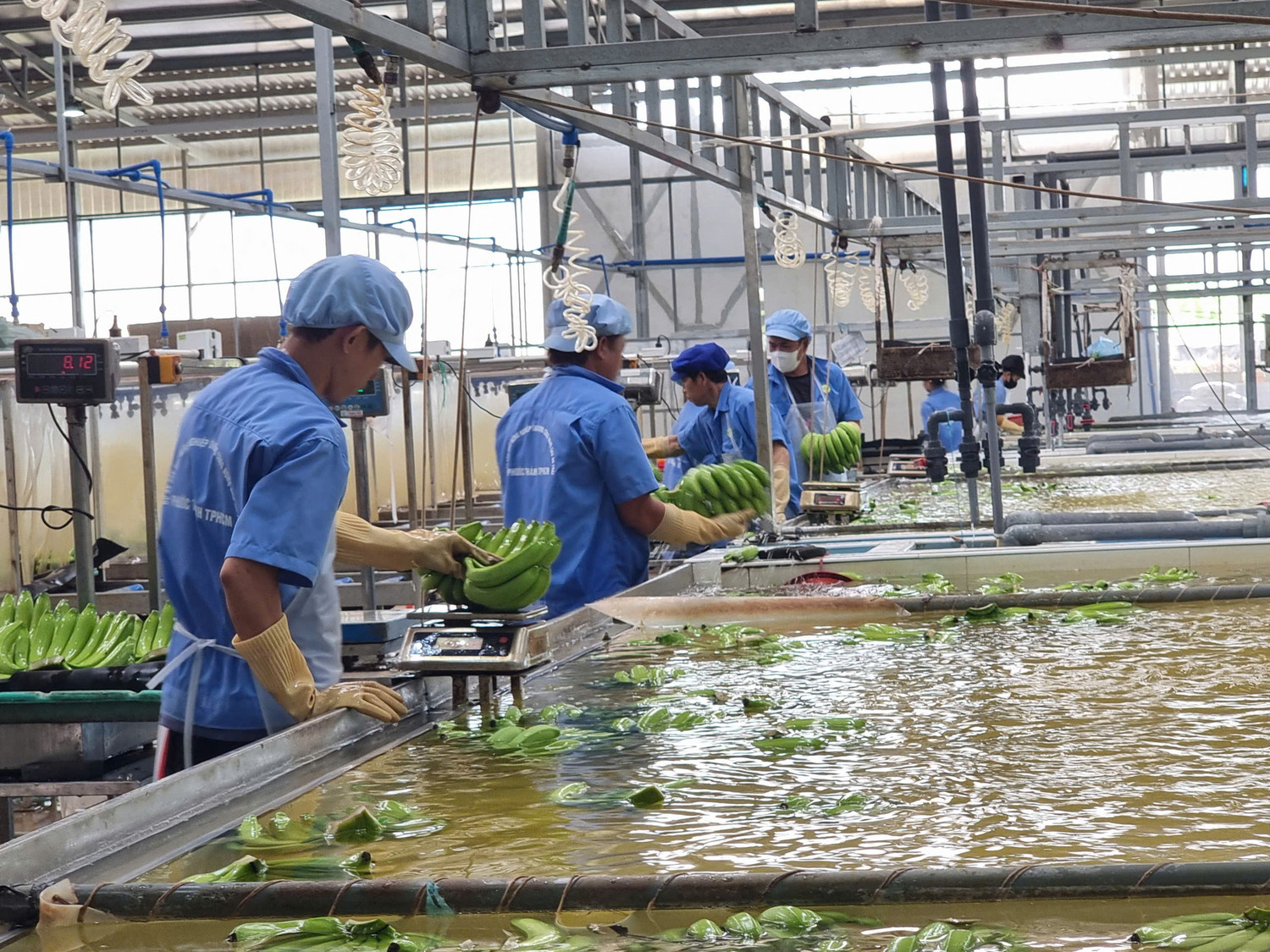 Dự báo mặt hàng rau quả mới sẽ gia nhập 'câu lạc bộ' tỷ USD