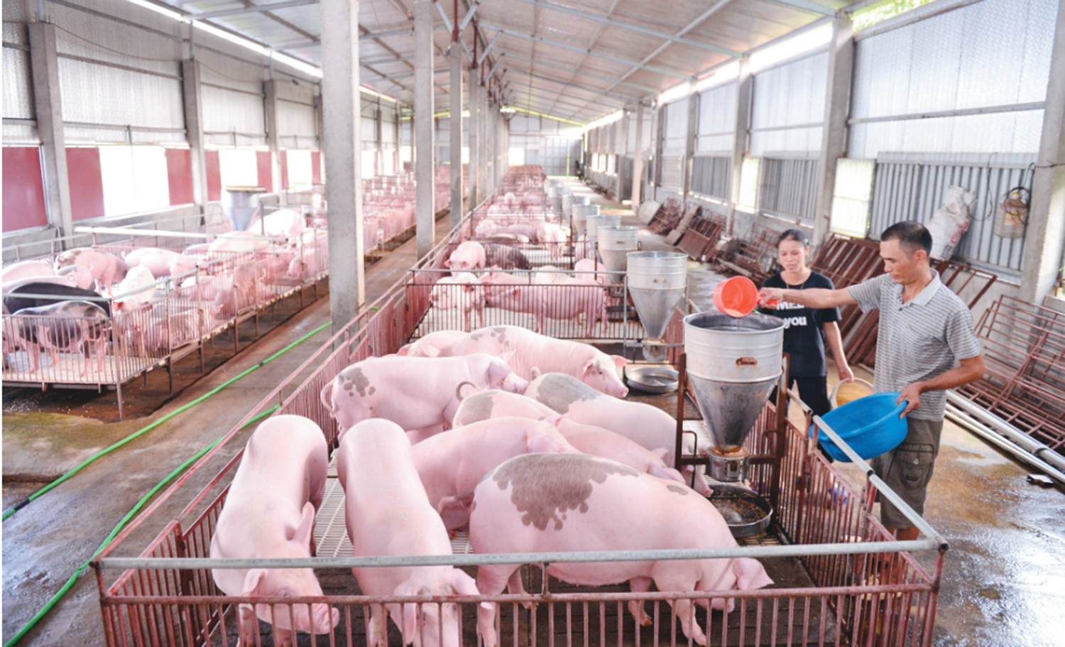 Giá lợn hơi liệu có 'sốt' dịp Tết Nguyên đán?