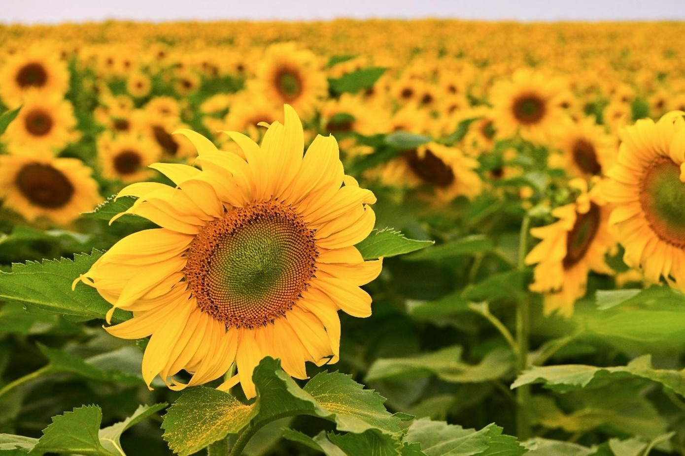 Một vài hình ảnh ghi nhận tại cánh đồng hướng dương TH thời điểm ngày 11/12.