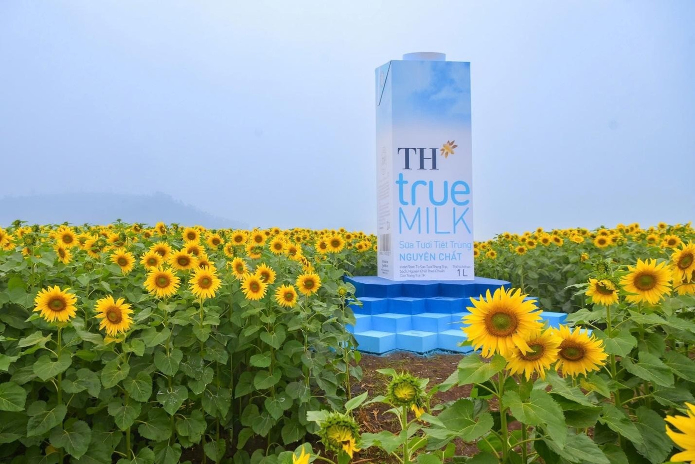 Hơn 10 điểm check-in duyên dáng trên cánh đồng hoa sẽ giúp khách tham quan có thêm những bức ảnh xinh tươi nhất