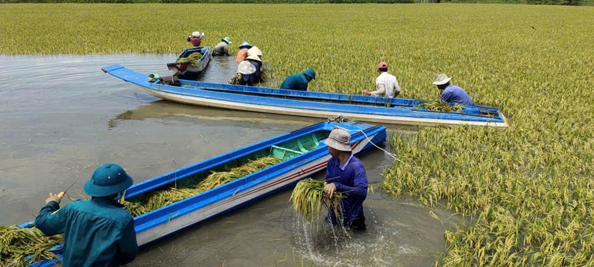 Các lực lượng ở Tây Ninh giúp dân thu hoạch lúa khi nước lũ đang dâng cao