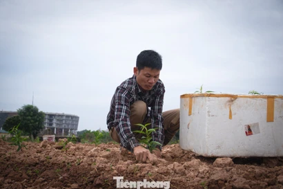 Nông dân Thủ đô tính bài toán ‘lấy ngắn nuôi dài’ sau vụ đào Tết