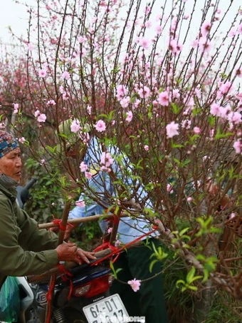 Hà Nội: Chợ hoa vắng khách, người trồng đào ngóng thời tiết đẹp để 'đẩy' hàng