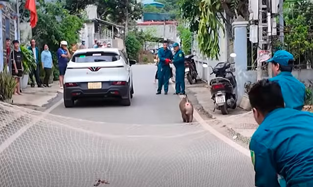Khỉ hoang đại náo khu dân cư, phá hoại tài sản, tấn công vật nuôi ở Sơn La