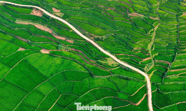 Ruộng bậc thang đẹp tuyệt khi lúa vào thì con gái