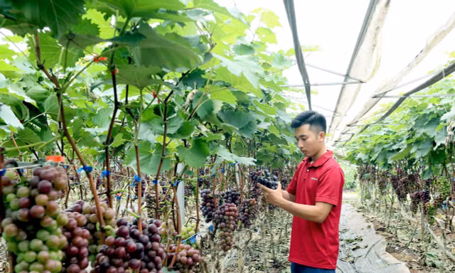 Những mô hình giảm nghèo, vươn lên giàu có từ nông nghiệp của thanh niên Sơn La