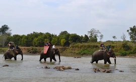 Đắk Lắk: Bỏ du lịch cưỡi voi, phát triển đa dạng sản phẩm