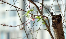 Dân buôn giới thiệu đào cổ thụ trồng ở Sơn La giá hơn 30 triệu đồng