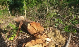 Cận cảnh khu rừng phòng hộ bị bán trái phép