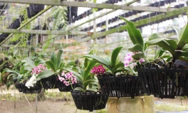 Đã mắt ngắm vườn lan bạc tỷ của chàng cử nhân công nghệ thông tin