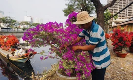 Sôi động cảnh hoa Tết miền Tây theo ghe lên thành phố
