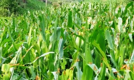 Hàng triệu con châu chấu lưng vàng đang tàn phá hoa màu ở Mường Lát, Thanh Hoá