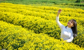 Ngất ngây cánh đồng Cúc tiến vua vàng rực gần Hà Nội