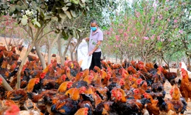 Hải Dương: Gà đồi Chí Linh gặp khó do COVID-19