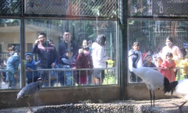 Ngàn người đổ về vườn thú Hà Nội trong ngày đầu năm mới