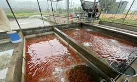 Làng nuôi cá chép đỏ ở Phú Thọ hối hả chuẩn bị cho ngày ông Công ông Táo