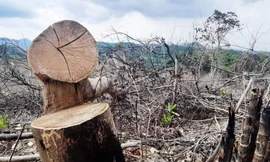 Hơn 800 ha rừng tự nhiên 'bốc hơi', Sở nông nghiệp TT-Huế lí giải thế nào?