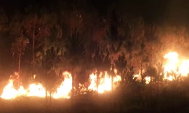 Rừng thông trên núi Đại Bình cháy dữ dội