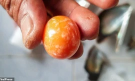 Viên ngọc trai melo màu cam quý giá được Hatchai vô tình tìm thấy trên bờ biển. 