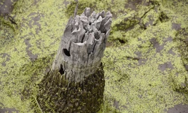 Cận cảnh bãi cọc nghi liên quan đến trận Bạch Đằng mới phát lộ