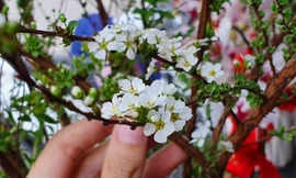 Độc đáo 'hoa nghìn nụ' được người dân đất Cảng săn đón dịp tết