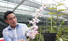 Chuyên gia sinh vật cảnh “vén màn” những giao dịch lan tiền tỷ: Sự thật bất ngờ