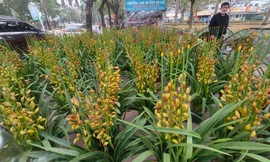 Tràn lan hoa lan Trung Quốc