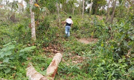 Vào rừng phòng hộ di sản Mỹ Sơn, tận thấy cây lâu năm bị chặt hạ