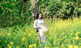 Ngắm tà áo dài thướt tha bên sắc vàng hoa cải nơi độ cao 1500m