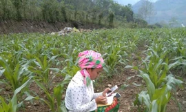 Học sinh vùng cao Việt Bắc kê cuốc ngồi giữa nương ngô học trực tuyến