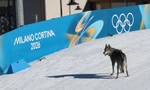 Hài hước tại Thế vận hội mùa Đông: Đang thi đấu thì bị chó đuổi